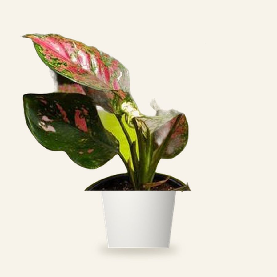 Aglaonema Red Plant