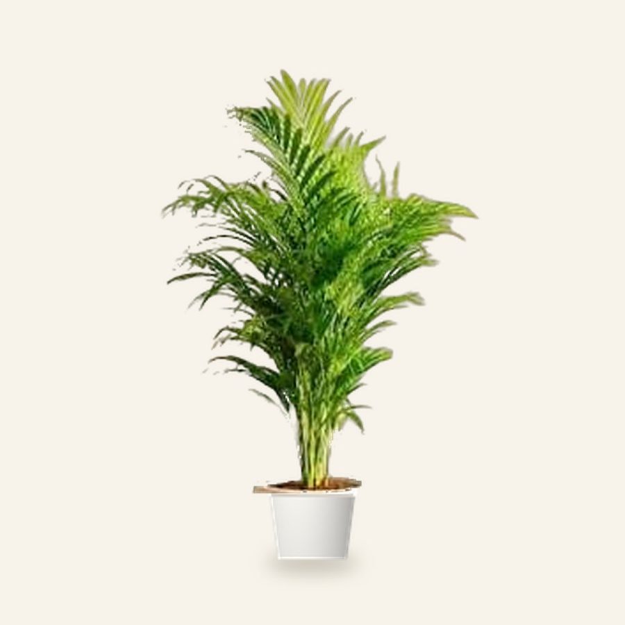 Areca Palm Plant XL
