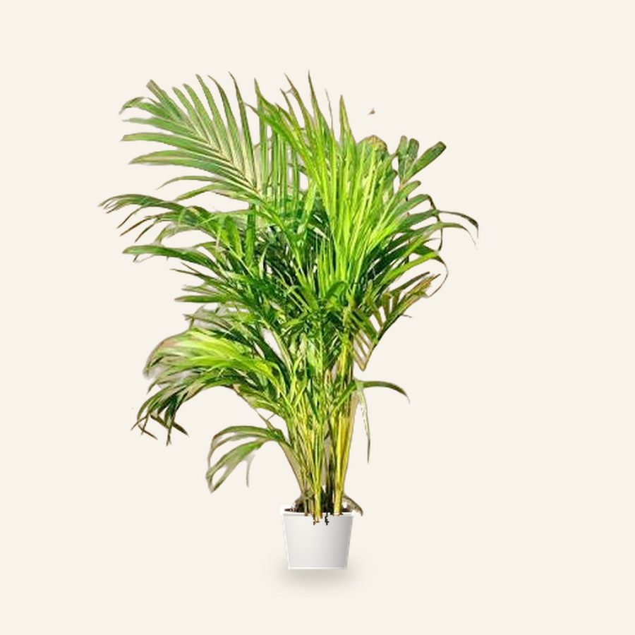 Areca Palm Plant