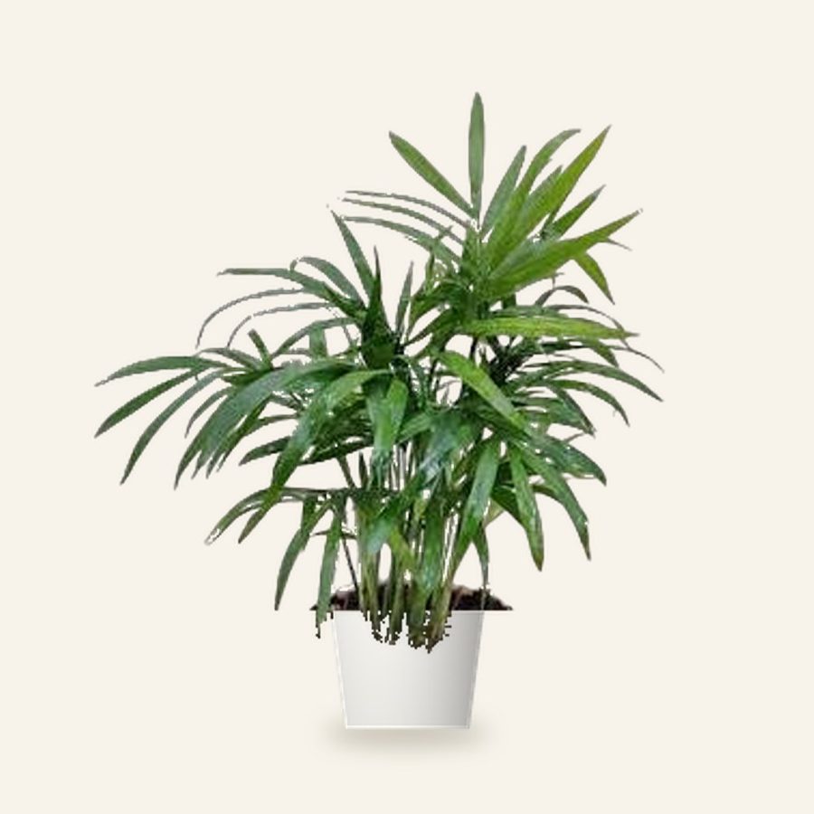 Bamboo Palm Plant