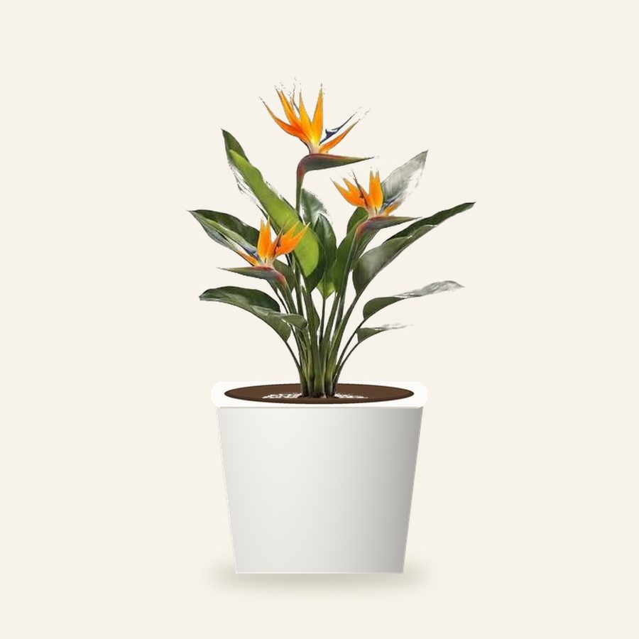 Bird of Paradise Plant XL