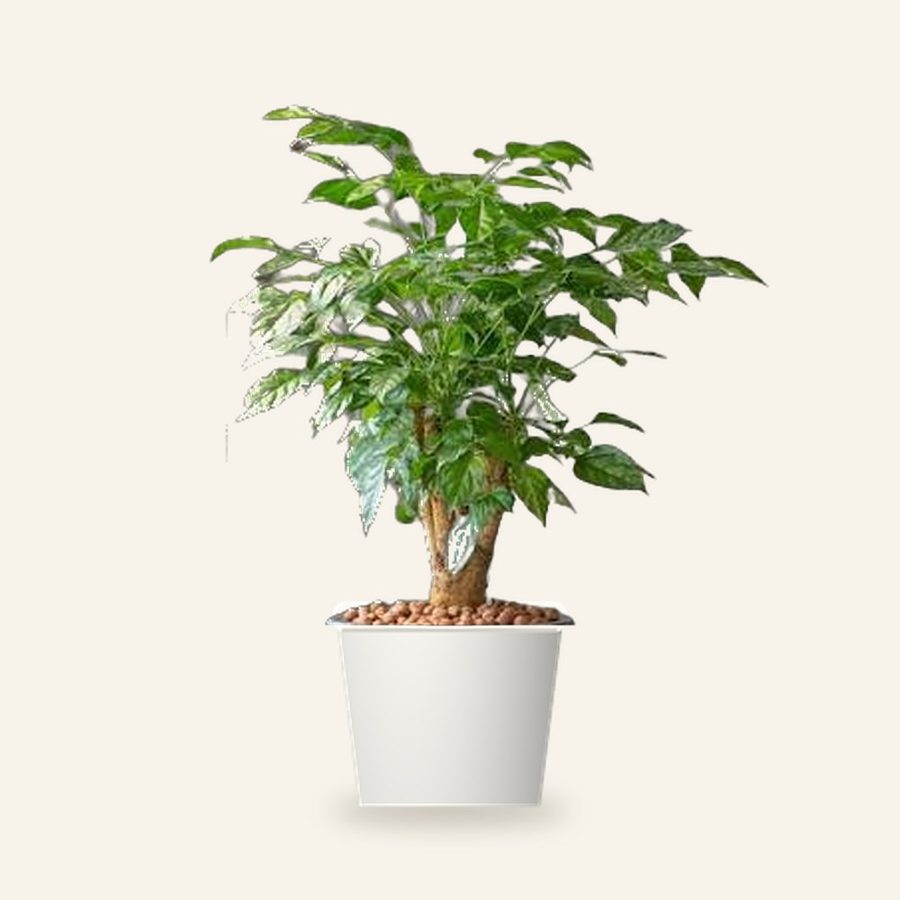 China Doll Plant XL