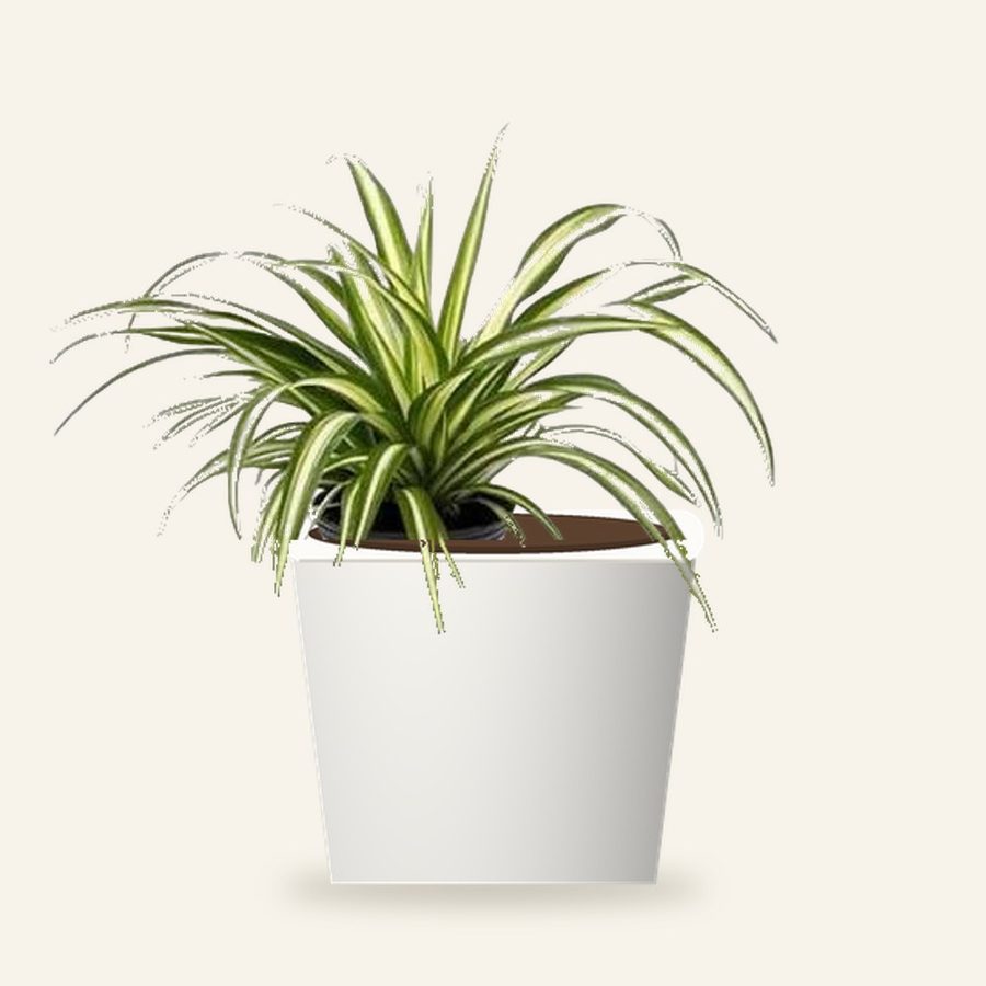 Chlorophytum Spider Plant