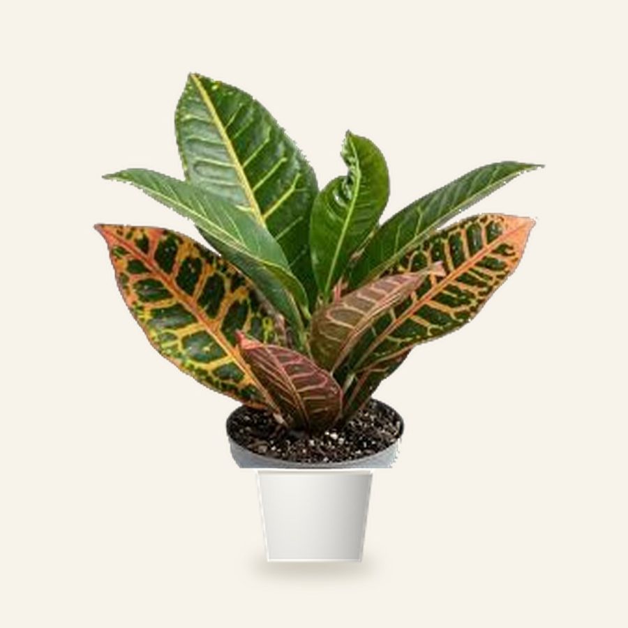 Croton Petra