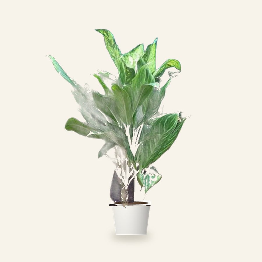 Dieffenbachia Tropic Snow Plant XL