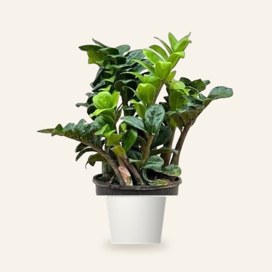 Dwarf ZZ Plant