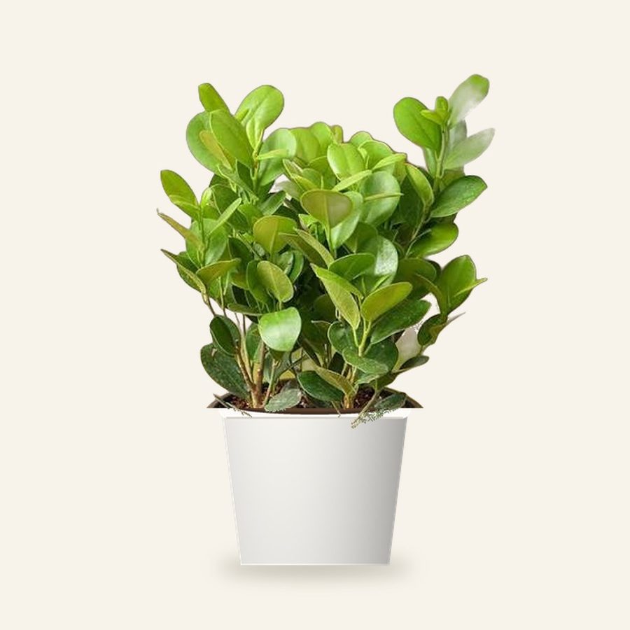 Ficus Moclame Plant XL