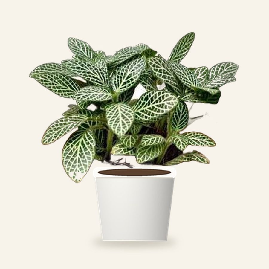 Fittonia Green Plant (Nerve Plant)