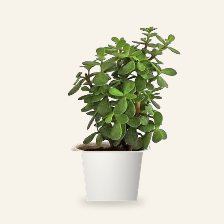 Jade Mini Plant