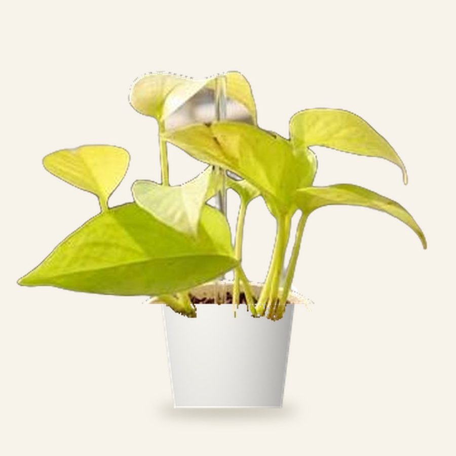 Money Plant Golden