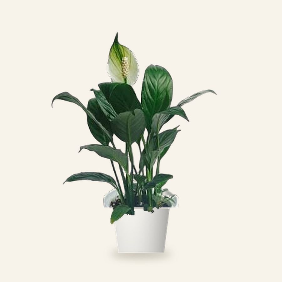 Peace Lily Large (Spathiphyllum)